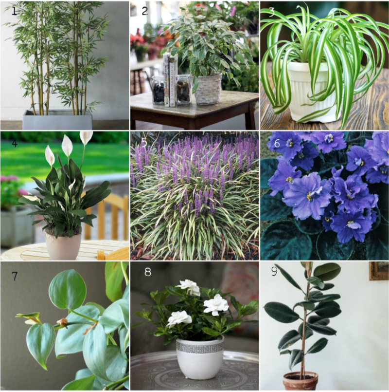 More Plants, Cleaner Air – Style Blogger